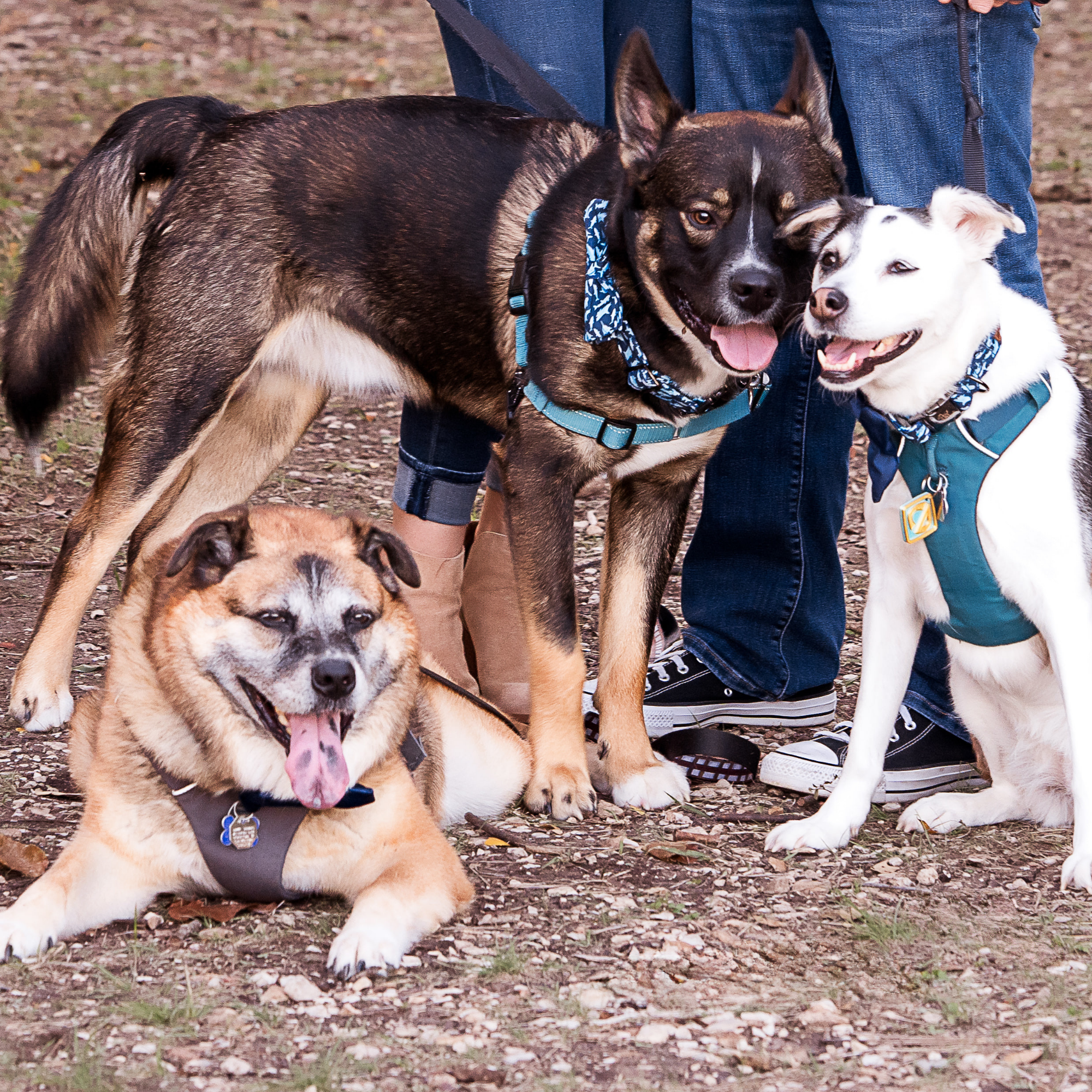 More Than a Dog Blog: The Heart of For The Pups